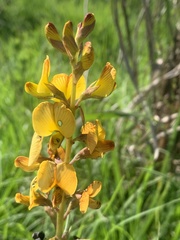 Argyrolobium robustum