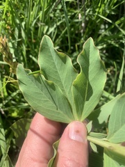 Argyrolobium robustum