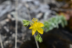 Hypericum tomentosum