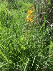 Argyrolobium robustum