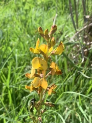 Argyrolobium robustum