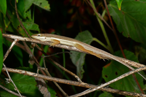 Snake Anole, Anolis pulchellus