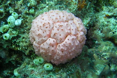 Polycitoridae