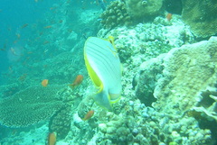 Chaetodon xanthocephalus