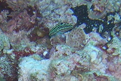 Halichoeres cosmetus