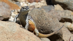 Liolaemus flavipiceus