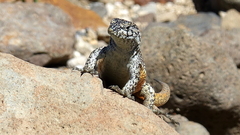 Liolaemus flavipiceus