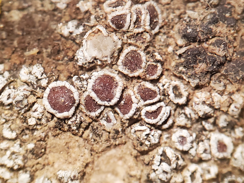 Flowers' rim lichen