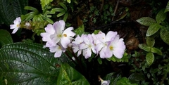 Bertolonieae