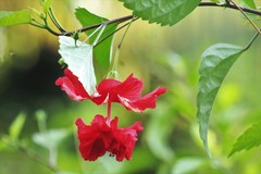 Hibiscus × archeri