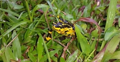 Atelopus zeteki