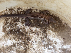 Aspidoscelis hyperythrus beldingi