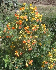 Streptosolen