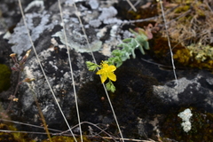 Hypericum tomentosum