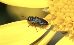 Bilyaxia concinna