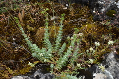 Hypericum tomentosum