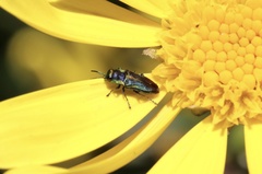 Bilyaxia concinna