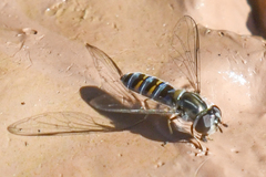 Pseudoscaeva diversifasciata
