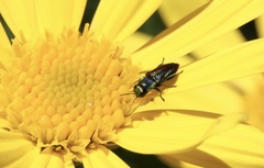 Bilyaxia concinna