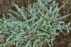 Hypericum tomentosum