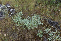 Hypericum tomentosum