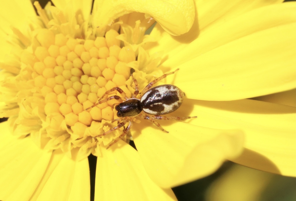 Philisca atrata