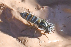 Pseudoscaeva diversifasciata