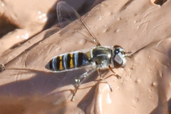 Pseudoscaeva diversifasciata
