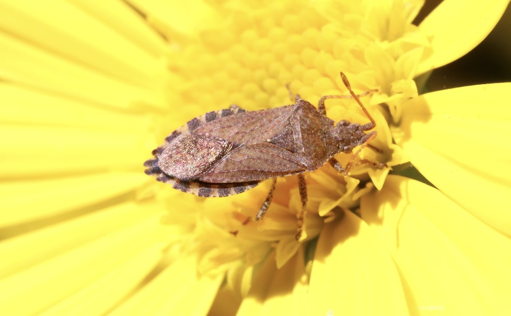 Althos distinctus