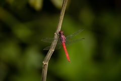 Orthemis schmidti