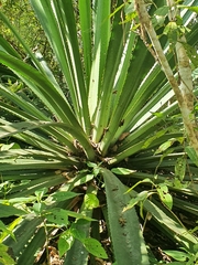 Furcraea guatemalensis