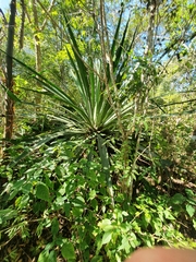 Furcraea guatemalensis