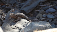 Liolaemus austromendocinus