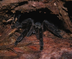 Tapinauchenius plumipes