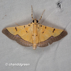 Endocrossis flavibasalis