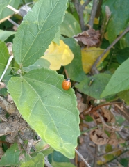 Coccinellidae