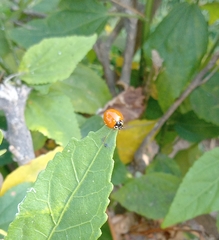 Coccinellidae