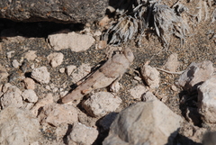 Sphingonotus sublaevis