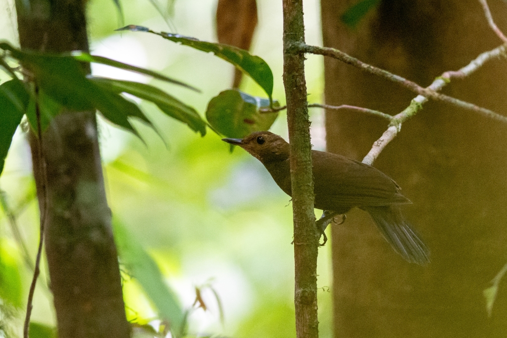 Black-tailed Leaftosser photo