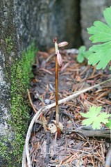 Corallorhiza striata vreelandii