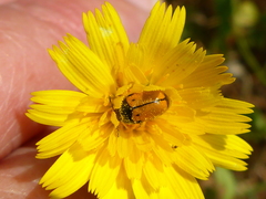 Cryptocephalus rugicollis