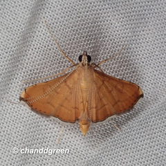 Mabra nigriscripta