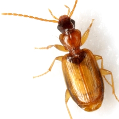 Axinopalpus fusciceps