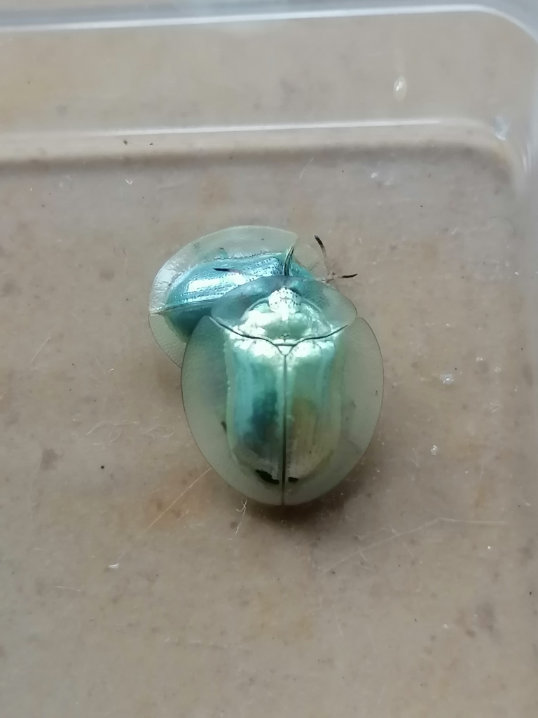 Aspidomorpha officiosa