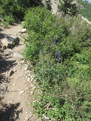 Delphinium × occidentale