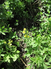 Drymocallis convallaria