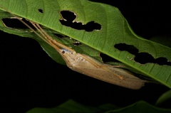 Eumecopterus incisus