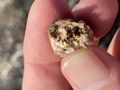 Rhopalomyia pomum