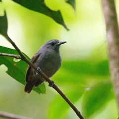 Alagoas Antwren photo 1