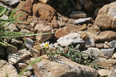 Erigeron eatonii